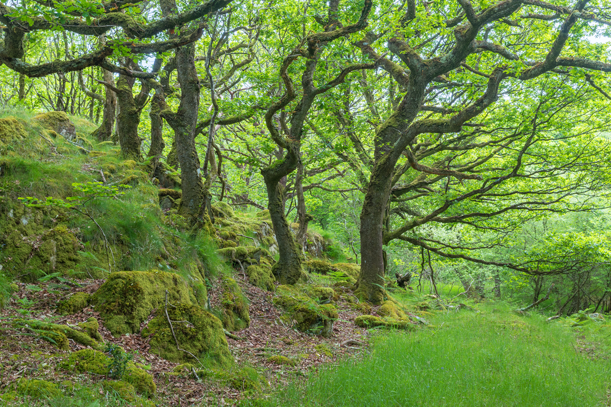Wild About Woodlands - Pembrokeshire Coast Trust