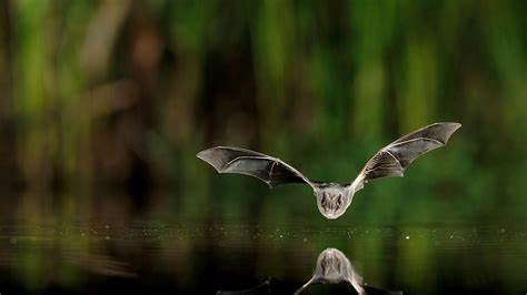 A bat in flight (bat species pictured is a barbastelle bat)