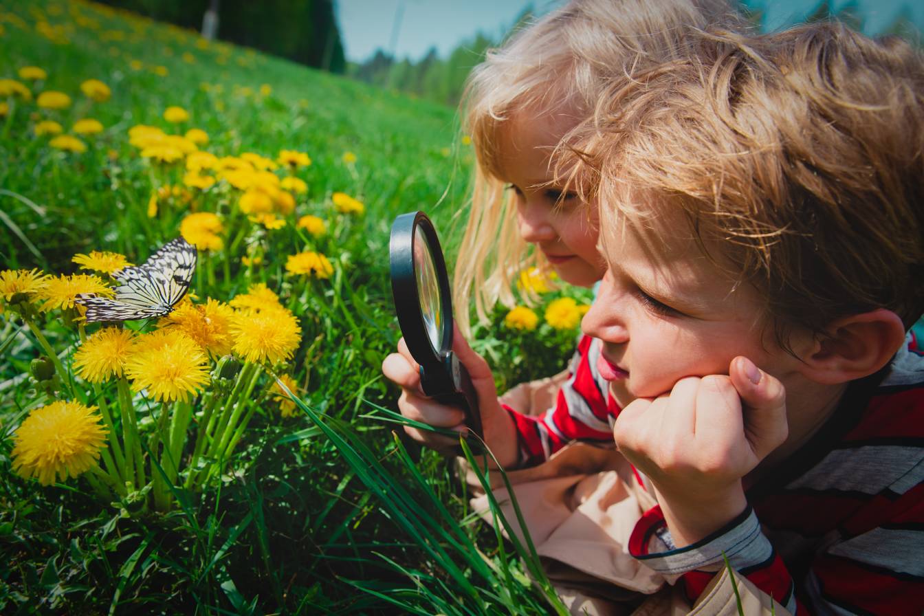 Two children laying on grass, using a magnifying glass to inspect a butterfly that is perched on a bunch of yellow dandelions