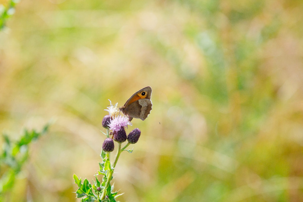 A butterfly perched on a flower in a meadow.