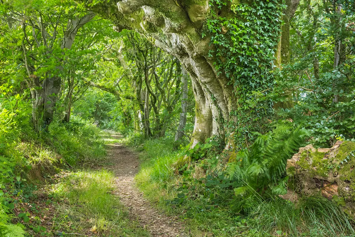 Lawrenny Woods