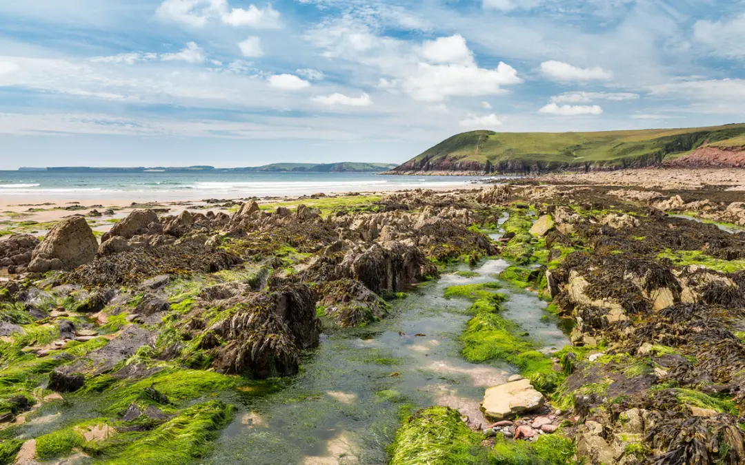 Pembrokeshire Business Big Beach Cleans