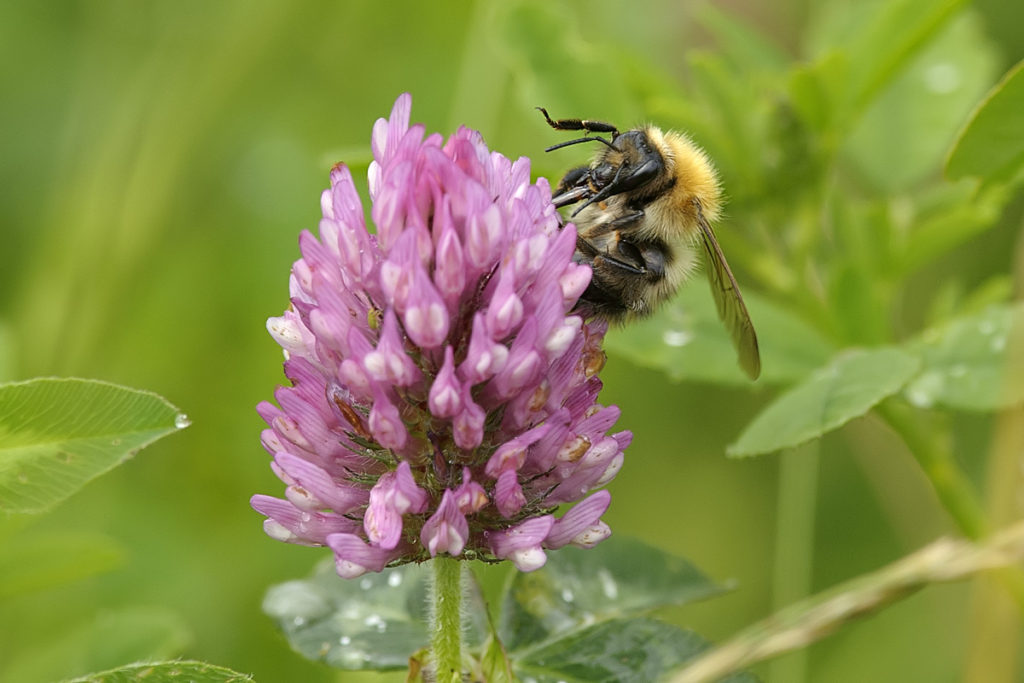 Bee on Clover