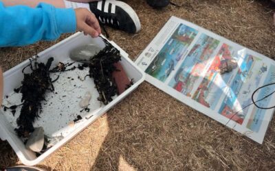 Gwreiddiau / Roots Discovery Days inspire hundreds of young people to connect with nature